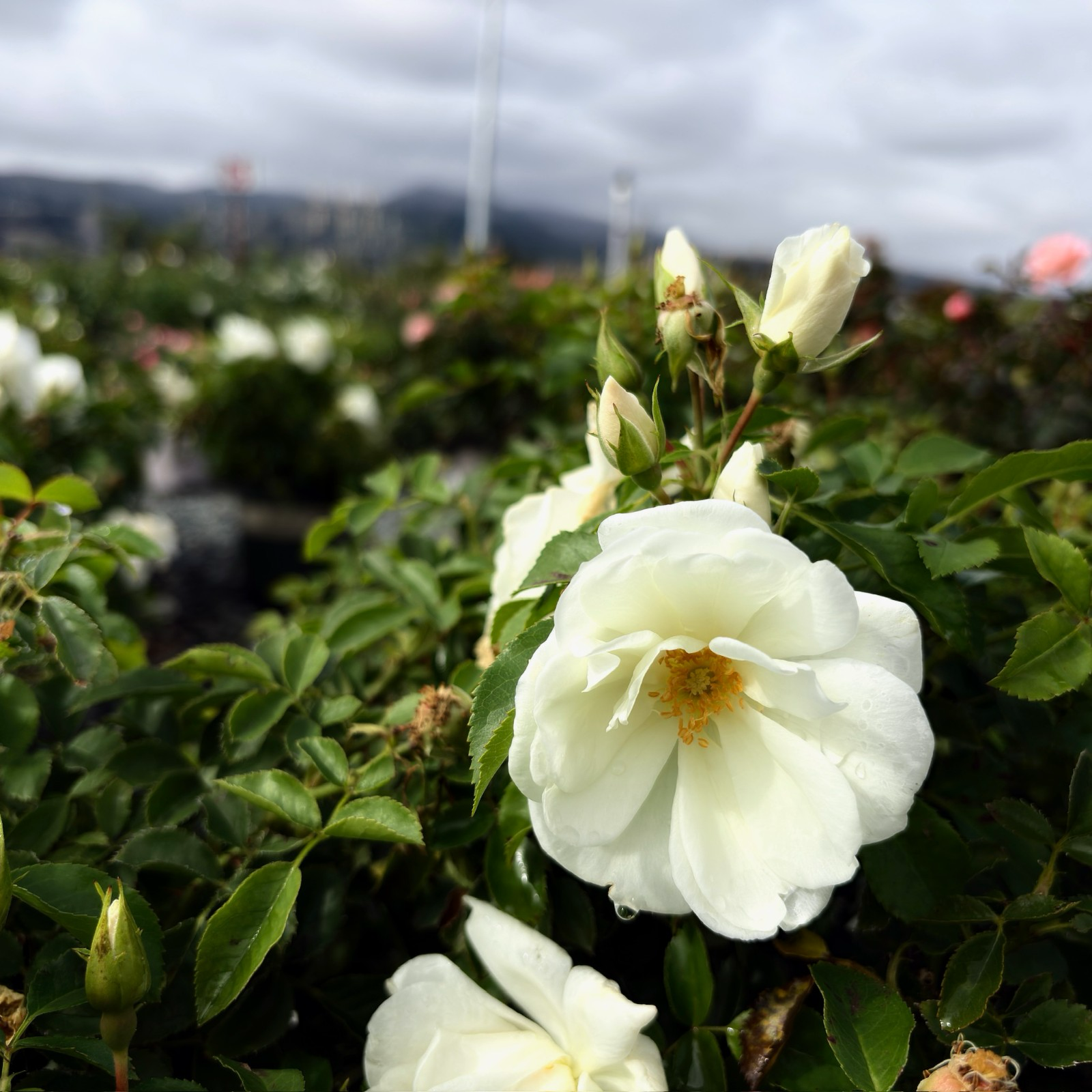Flower Carpet Rosa