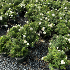 Flower Carpet Rosa