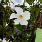 White Mandevilla