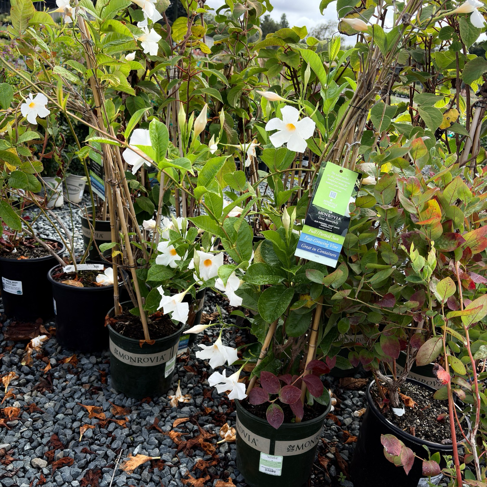 mandevilla plant pot size Sun Parasol White Mandevilla