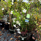 White Mandevilla