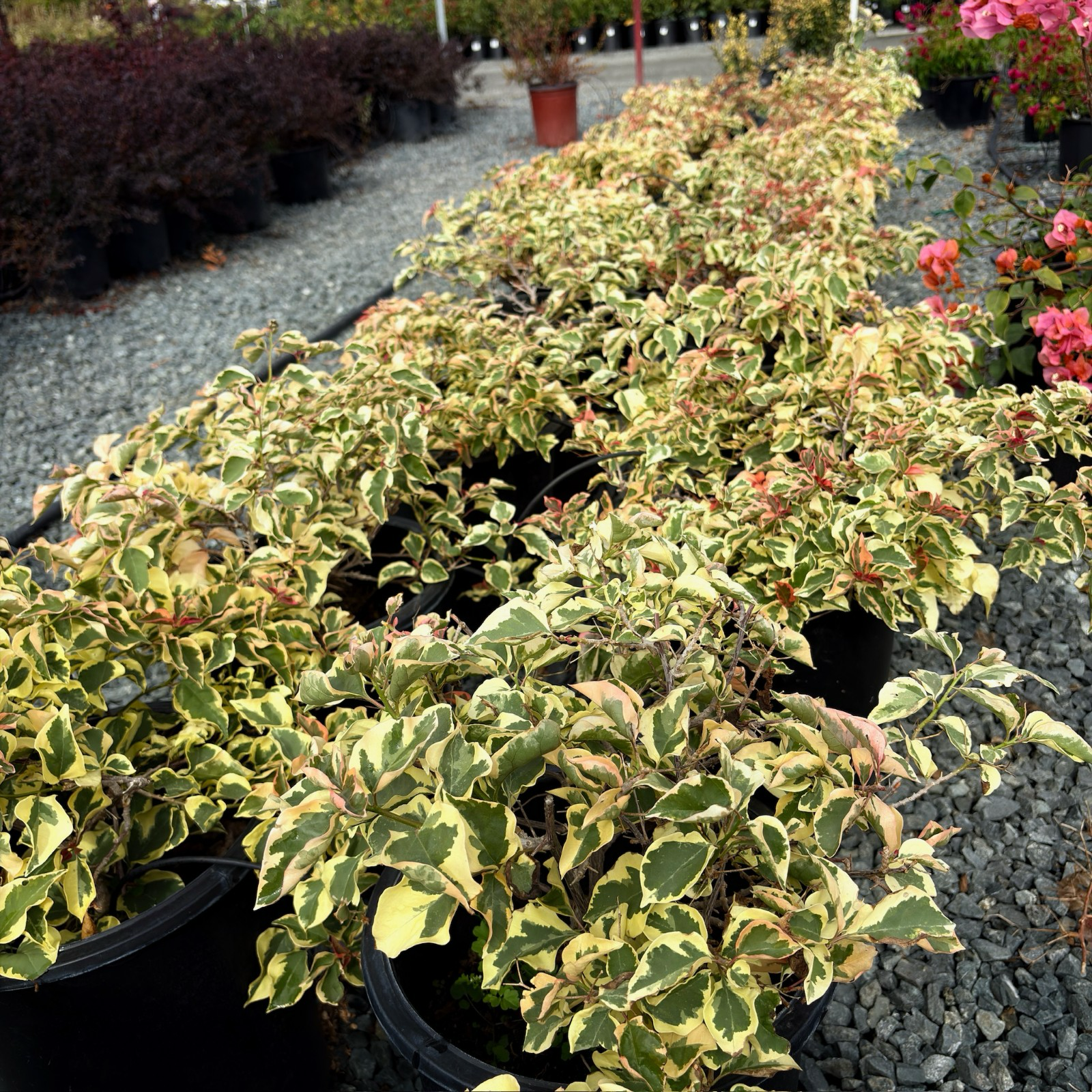 Raspberry Ice Variegated Bougainvillea