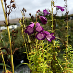 Belle of Dawn Border Penstemon