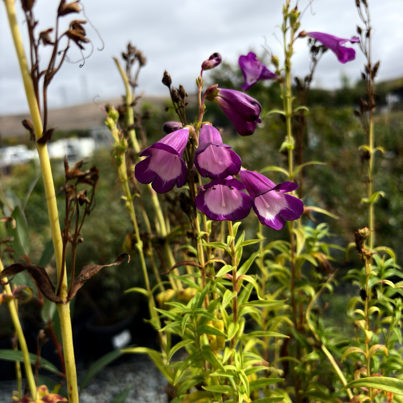 Belle of Dawn Border Penstemon