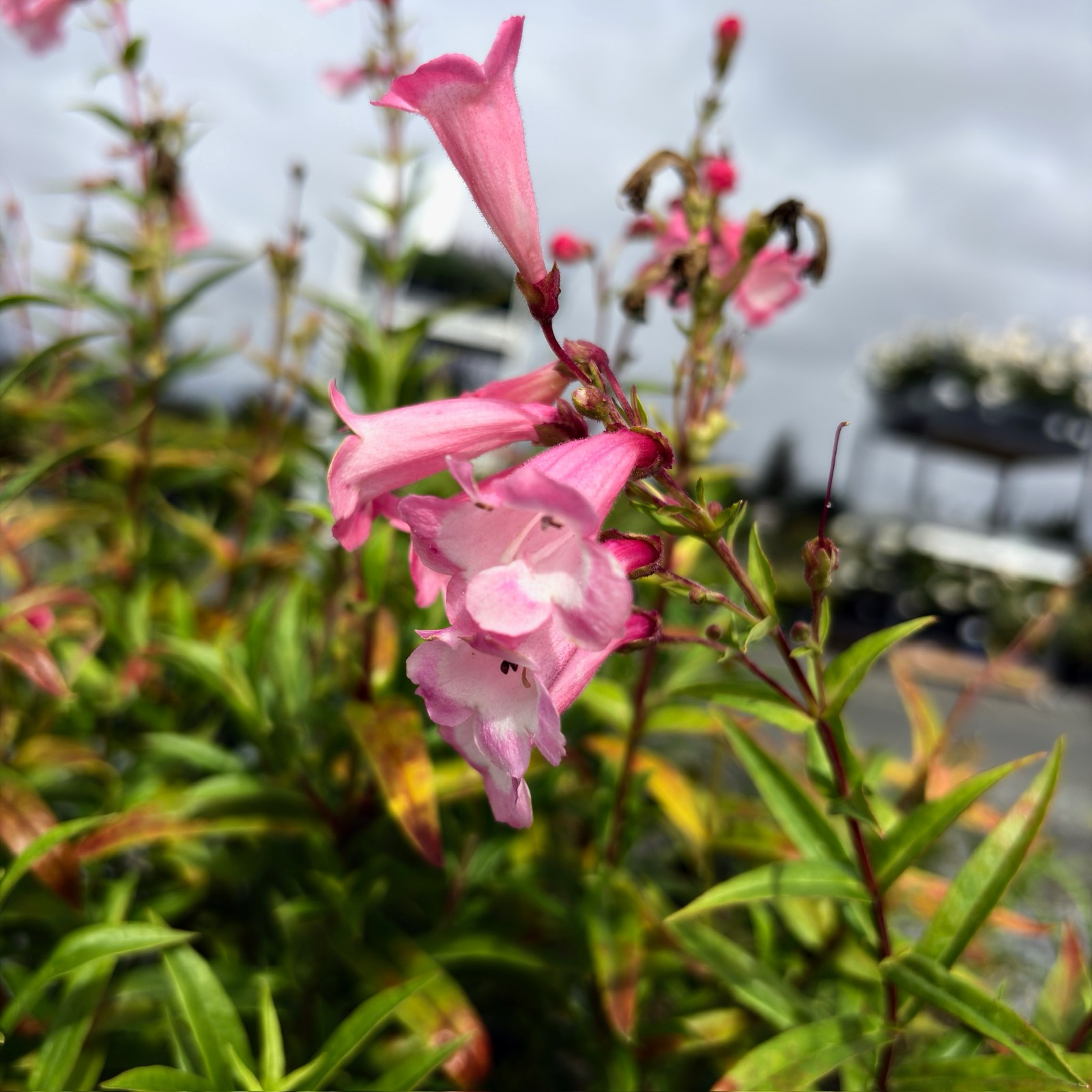 Pink Border Penstemon