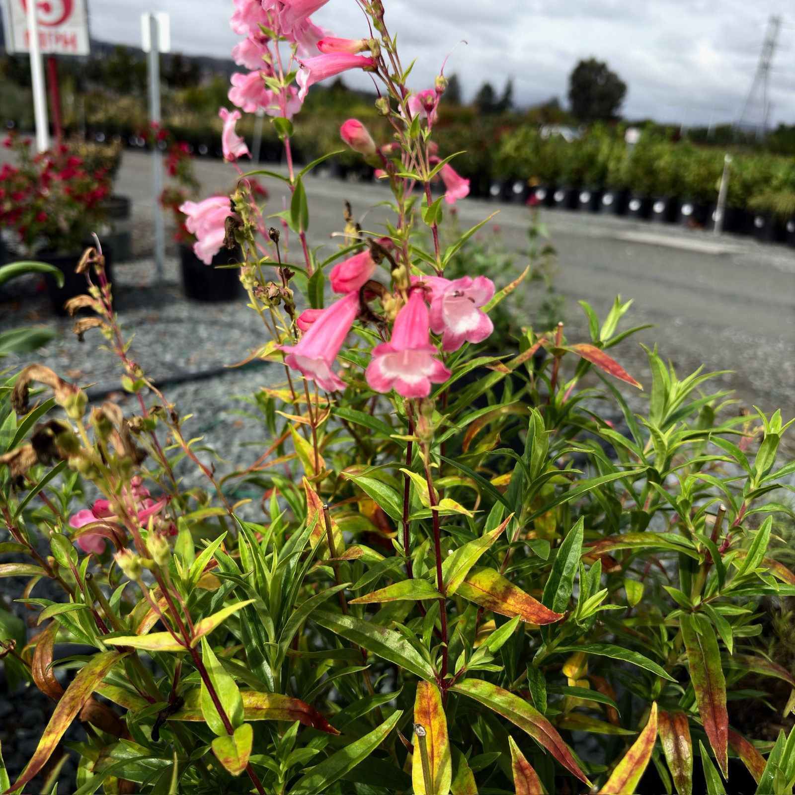 Pink Border Penstemon