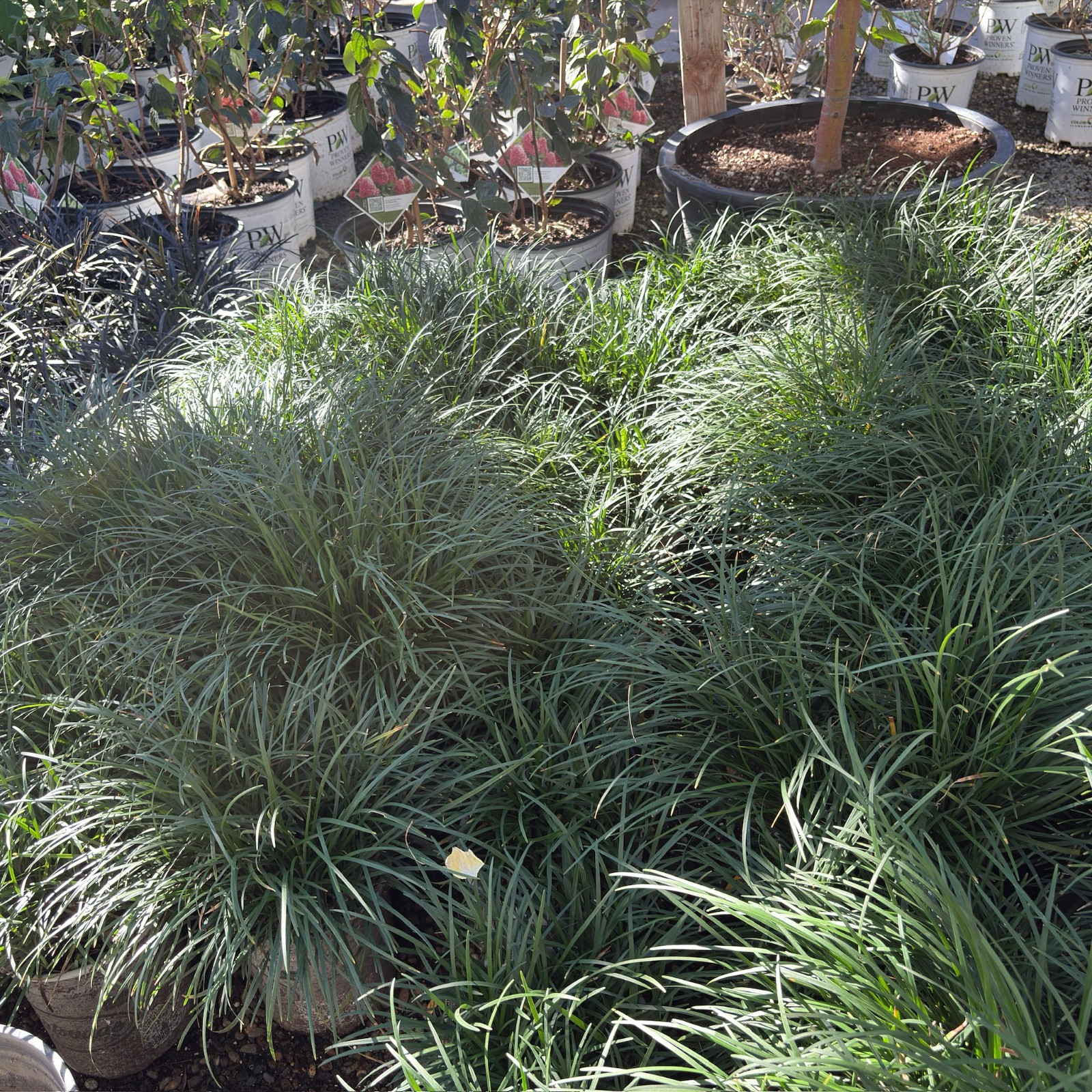 Mondo Grass