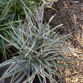 Silver Dragon Creeping Lily Turf
