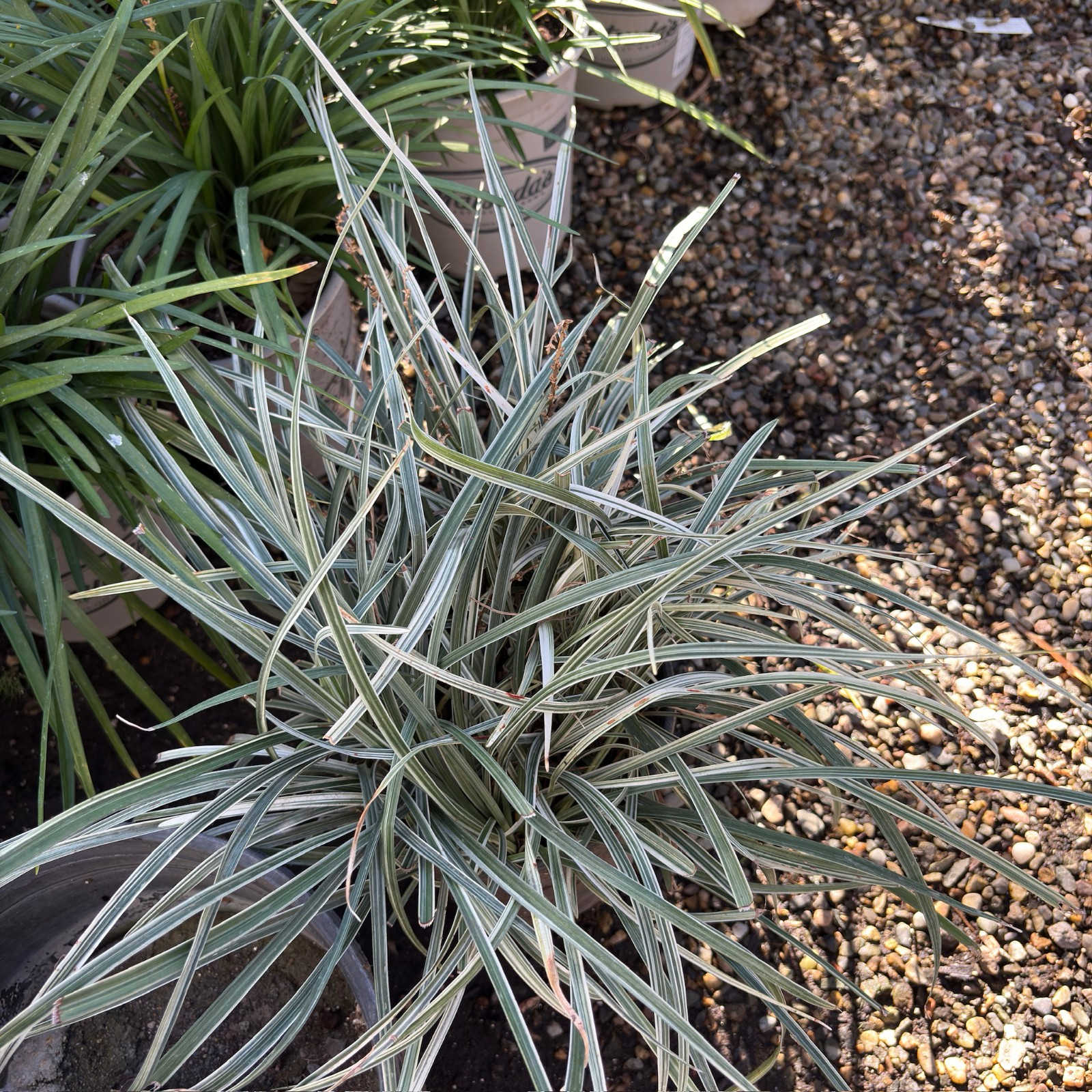Silver Dragon Creeping Lily Turf