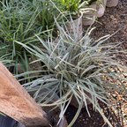 Silver Dragon Creeping Lily Turf