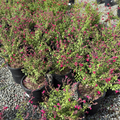 Red Autumn Sage