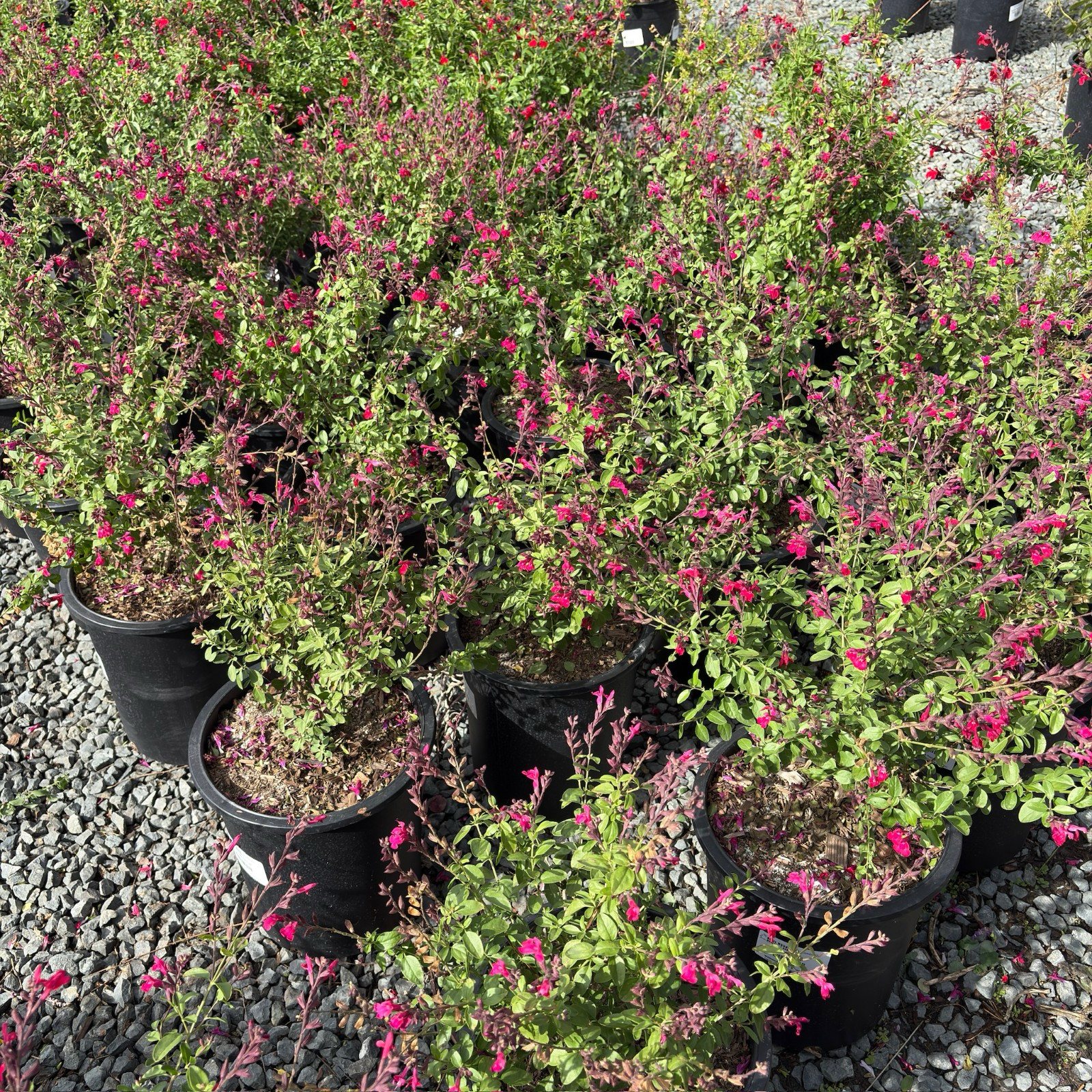 Red Autumn Sage
