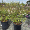 Glimmer Heatwave  Salvia
