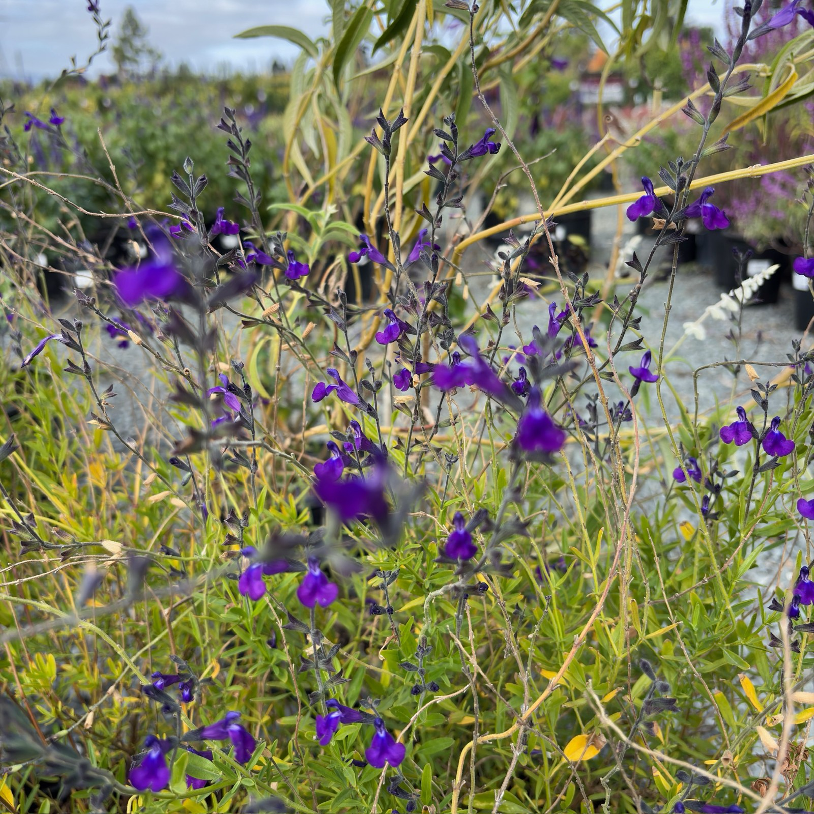 Nuevo Leon Autumn Sage