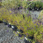 Nuevo Leon Autumn Sage