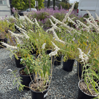 White Mischief Mexican Bush Sage