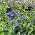 Black and Blue Brazilian Sage