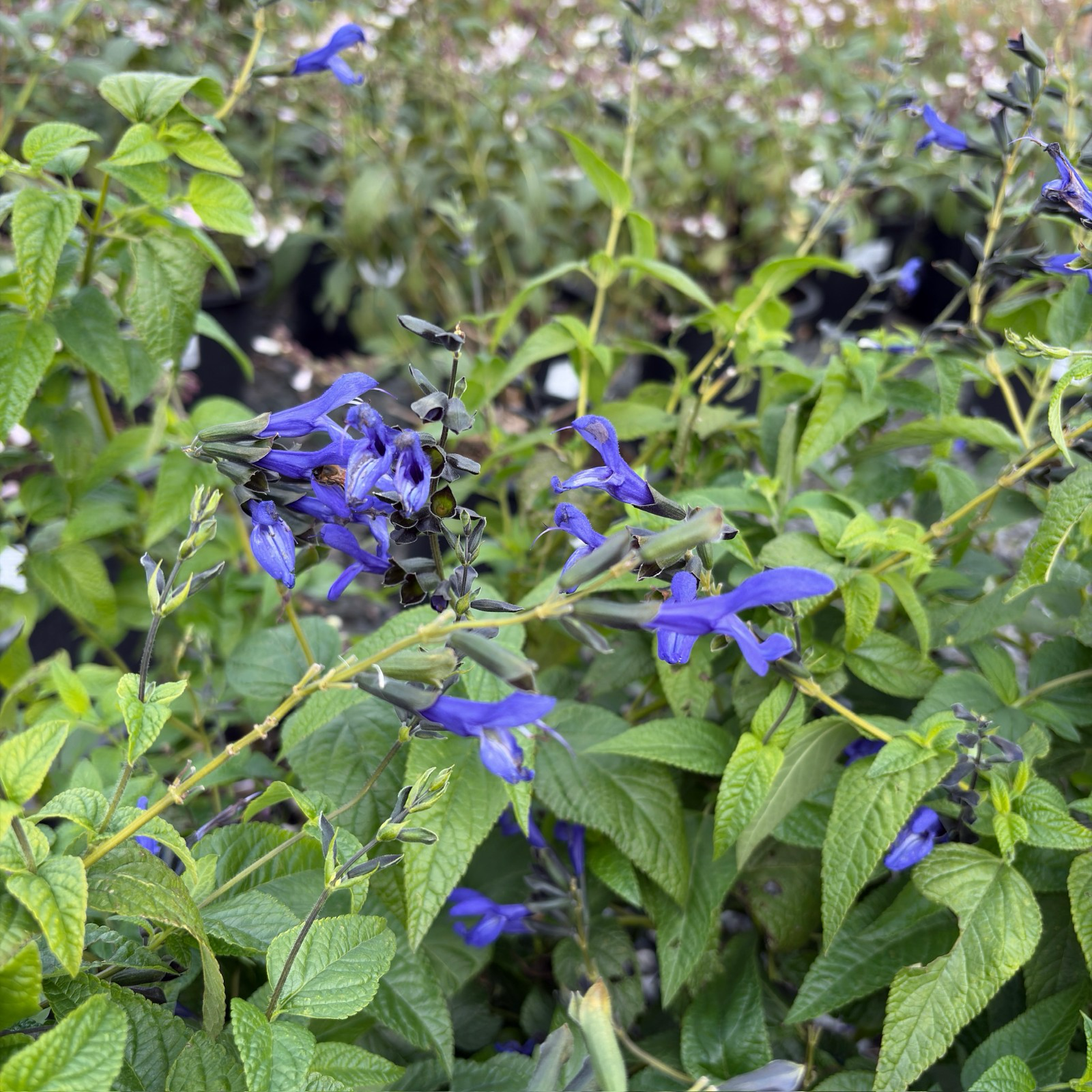 Black and Blue Brazilian Sage