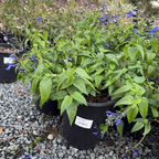 Black and Blue Brazilian Sage
