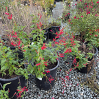 Pineapple Sage