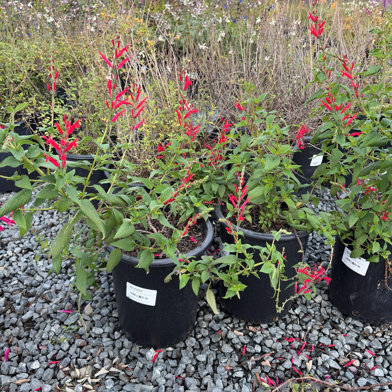 Pineapple Sage