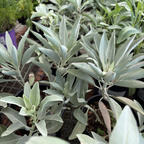 California White Sage