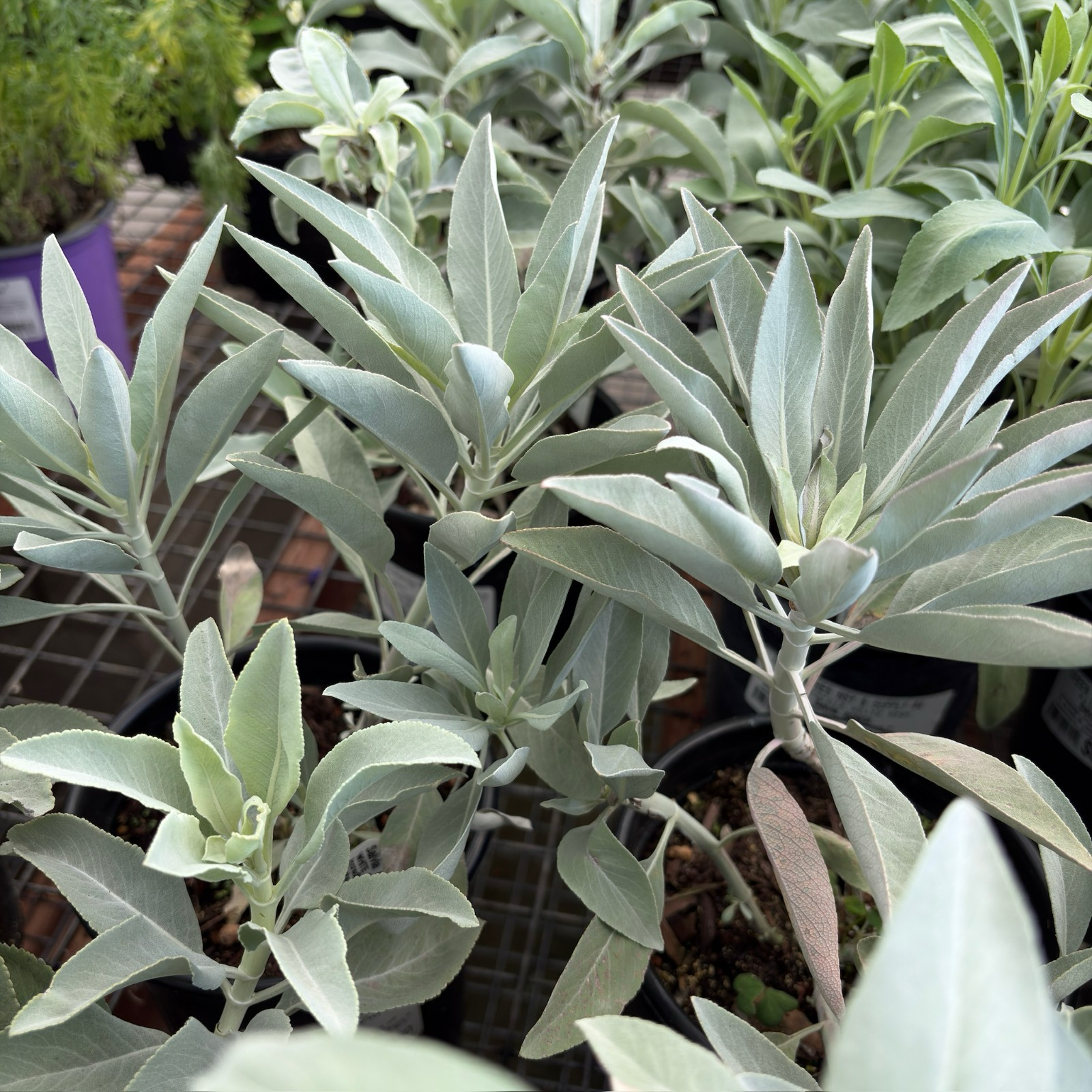 California White Sage