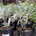 California White Sage