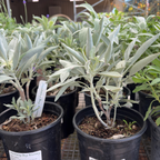 California White Sage