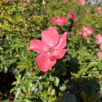 Flower Carpet Rosa