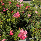 Flower Carpet Rosa