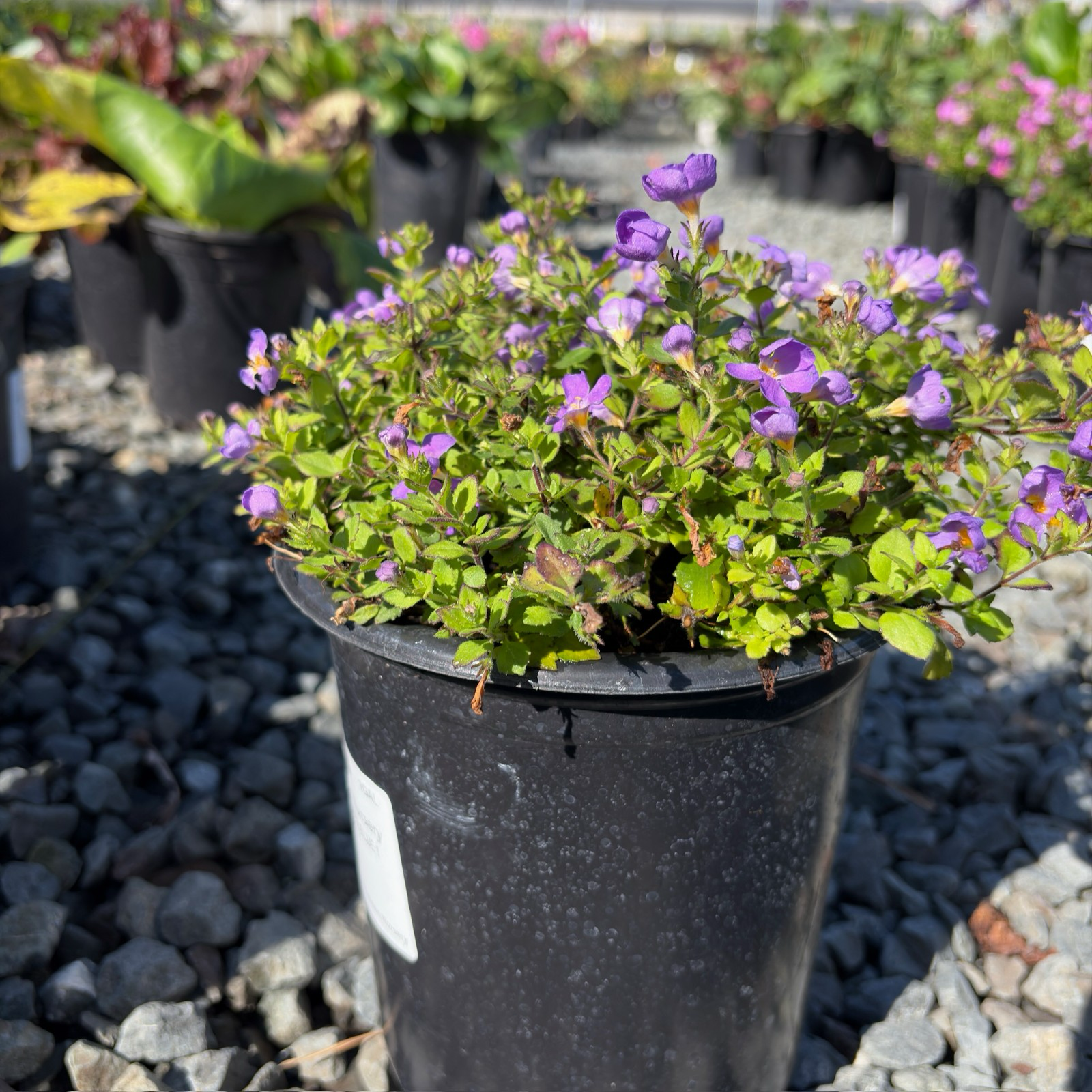 Bacopa
