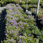 Wall Bellflower