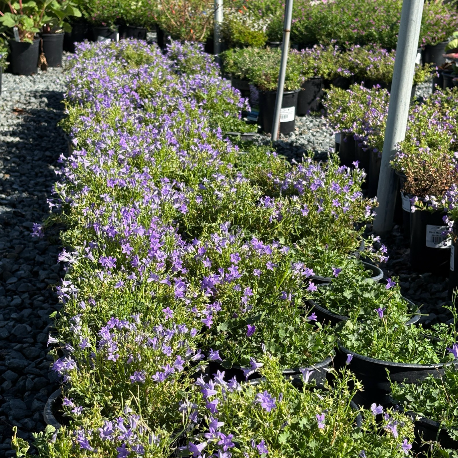 Wall Bellflower