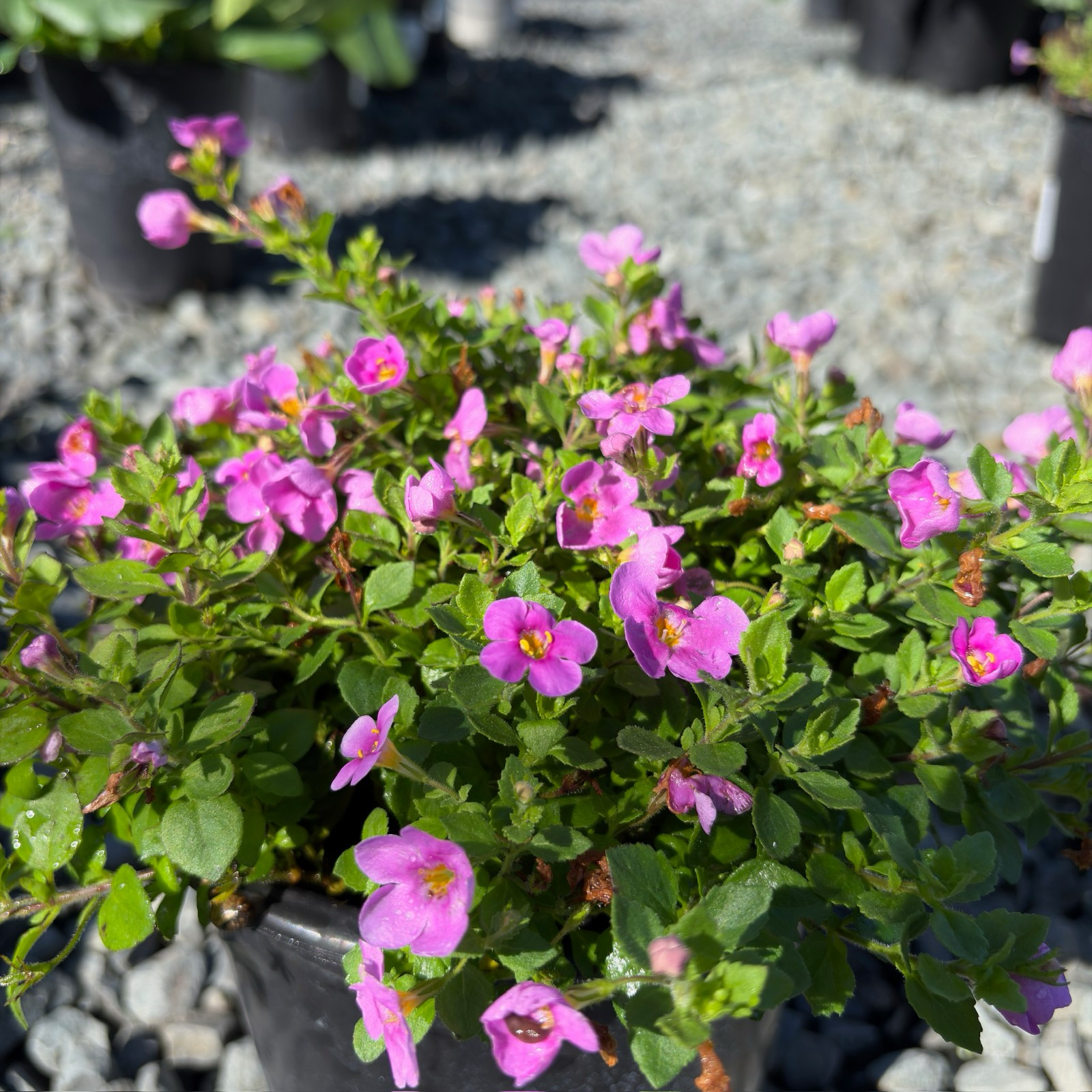 bacopa plant hanging baskets Bacopa
