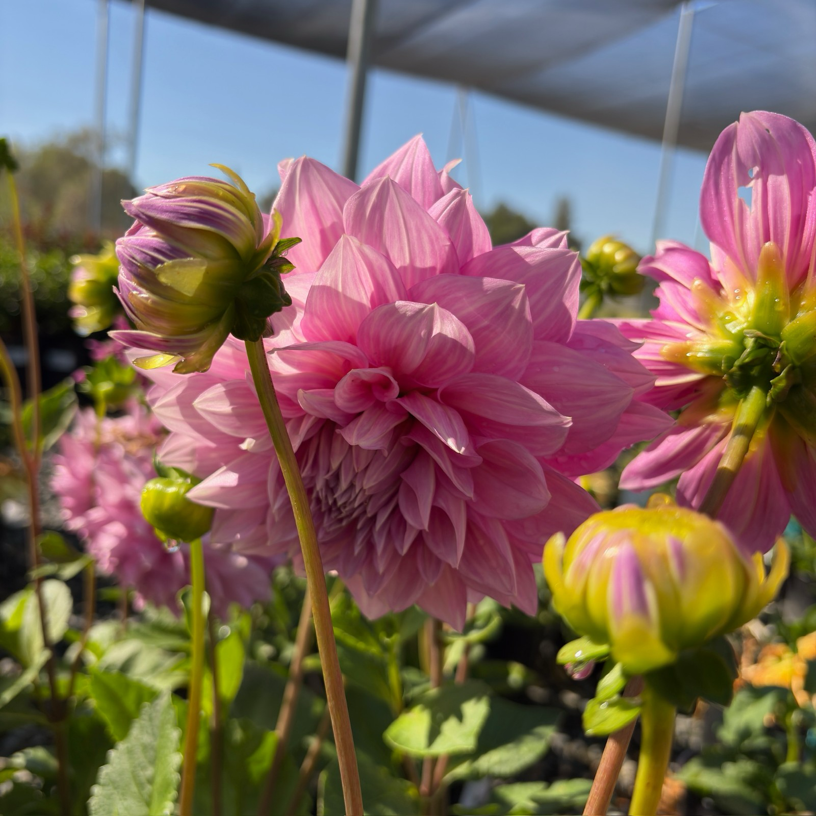 Lavender Perfection Dahlia