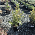 Japanese Boxwood