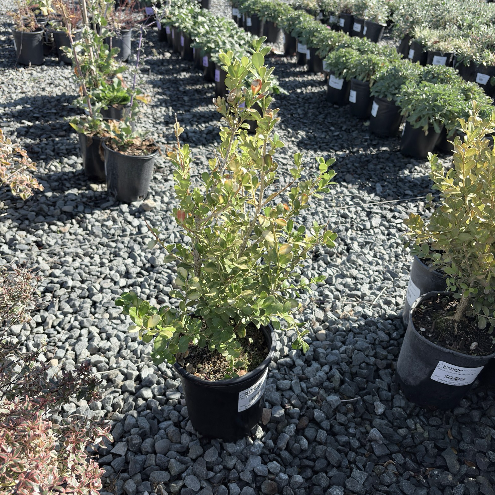 Japanese Boxwood | Hardy Compact Evergreen Shrub – Victory Nursery