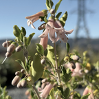 Pink Australian Fuchsia