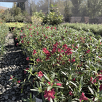 Jelly Bean Monkeyflower
