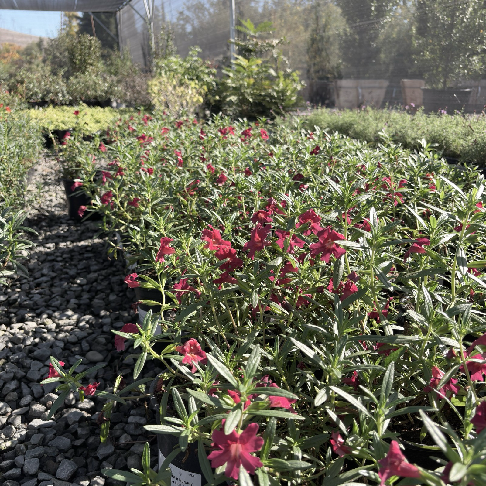 Jelly Bean Monkeyflower