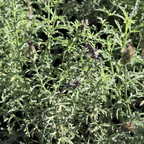 De La Mina Cedros Island Verbena
