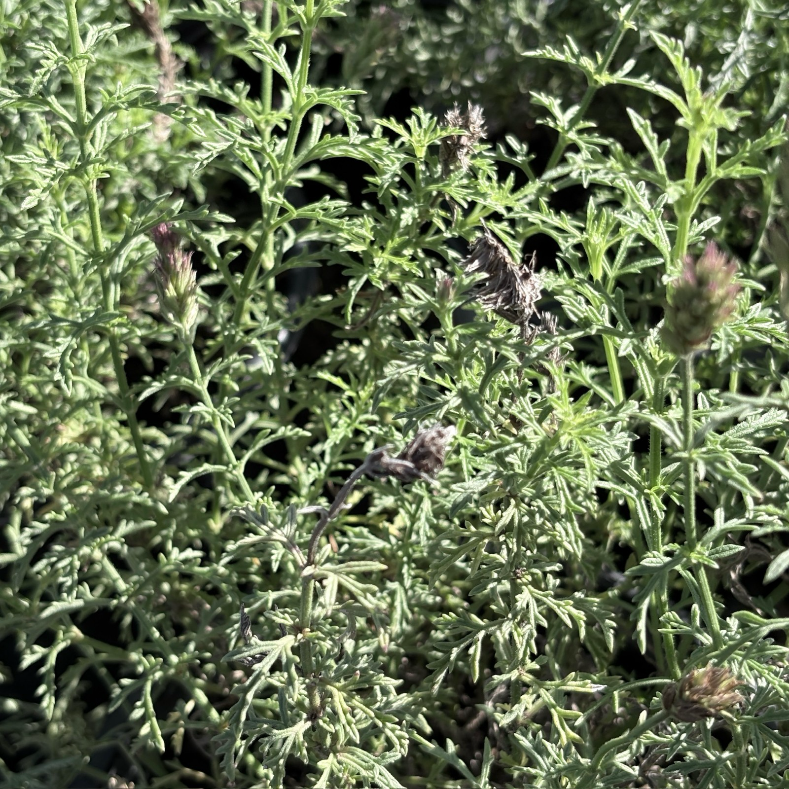 De La Mina Cedros Island Verbena