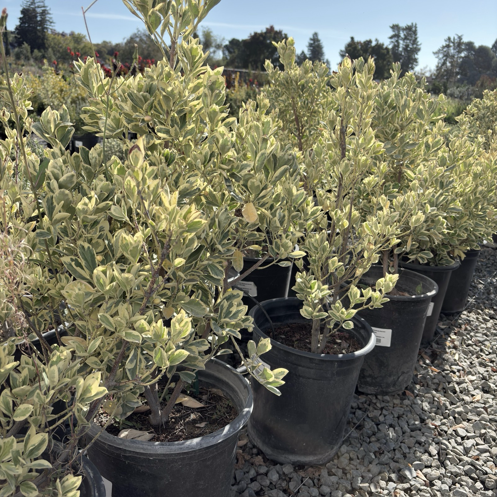 Silver King Euonymus