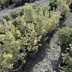 Silver King Euonymus