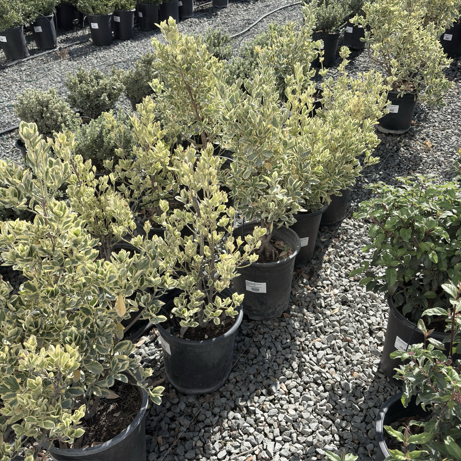 Silver King Euonymus