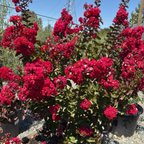 Dynamite Crape Myrtle