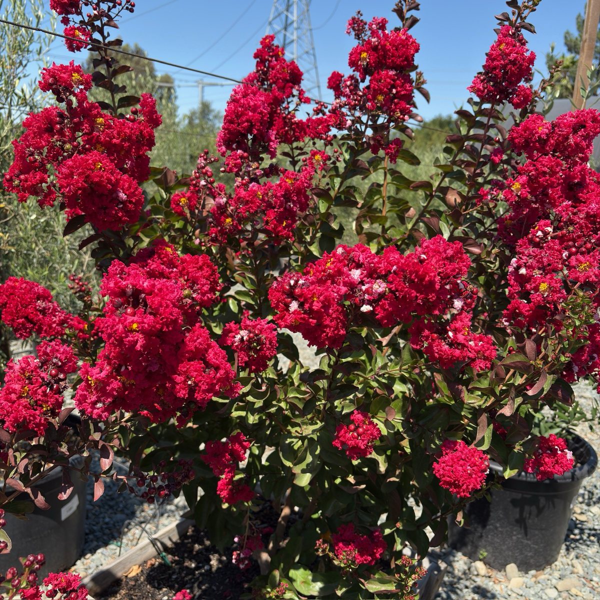 Dynamite Crape Myrtle