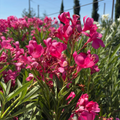 Cherry Ripe Oleander