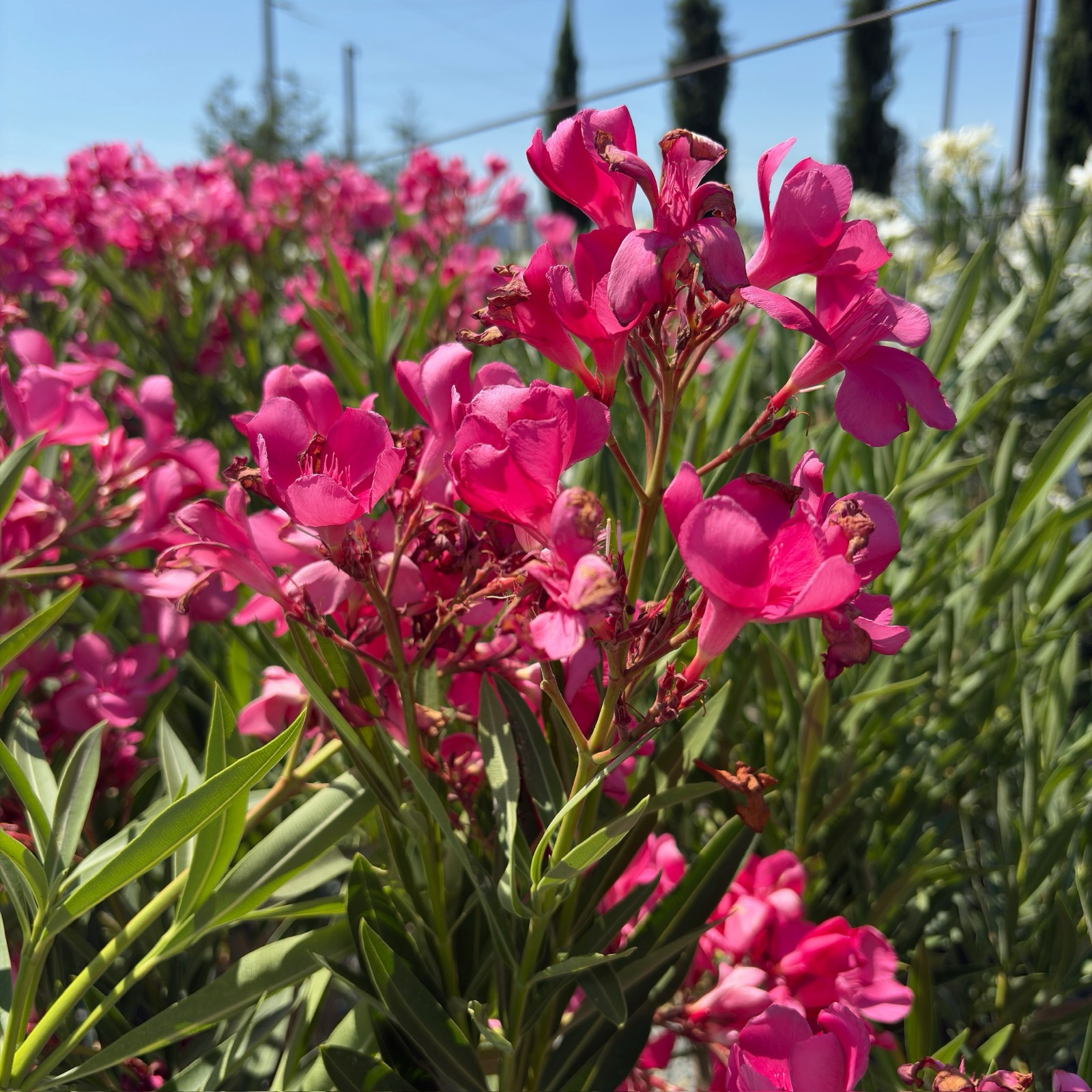 Cherry Ripe Oleander